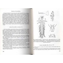 Chrząszcze (Coleoptera). Rodziny Pływakowate (Dytiscidae), Flisakowate (Haliplidae), Mokrzelicowate (Hygrobiidae), Krętakowate (