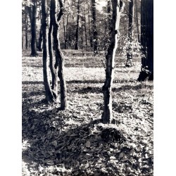 "Jesień"