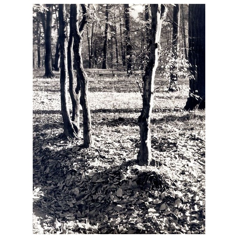 "Jesień"