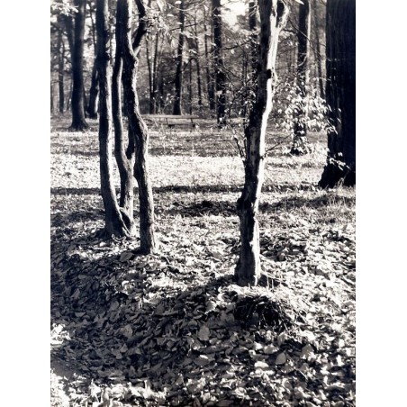 "Jesień"