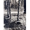 "Jesień"