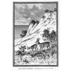 "Aus der Düne bei Polangen. Originalzeichnung von Robert Aßmus."