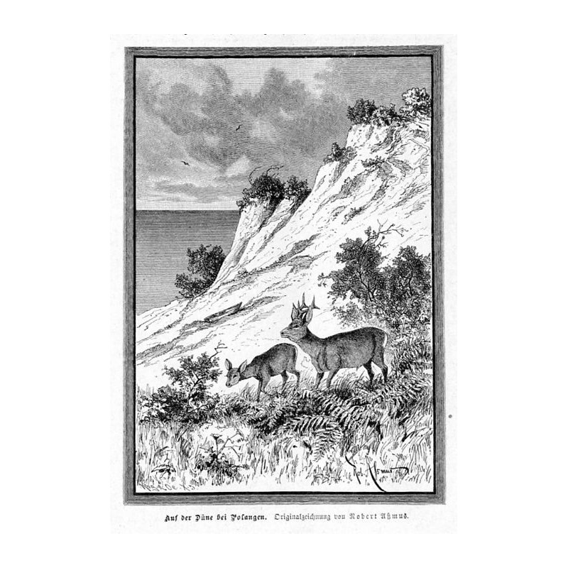 "Aus der Düne bei Polangen. Originalzeichnung von Robert Aßmus."