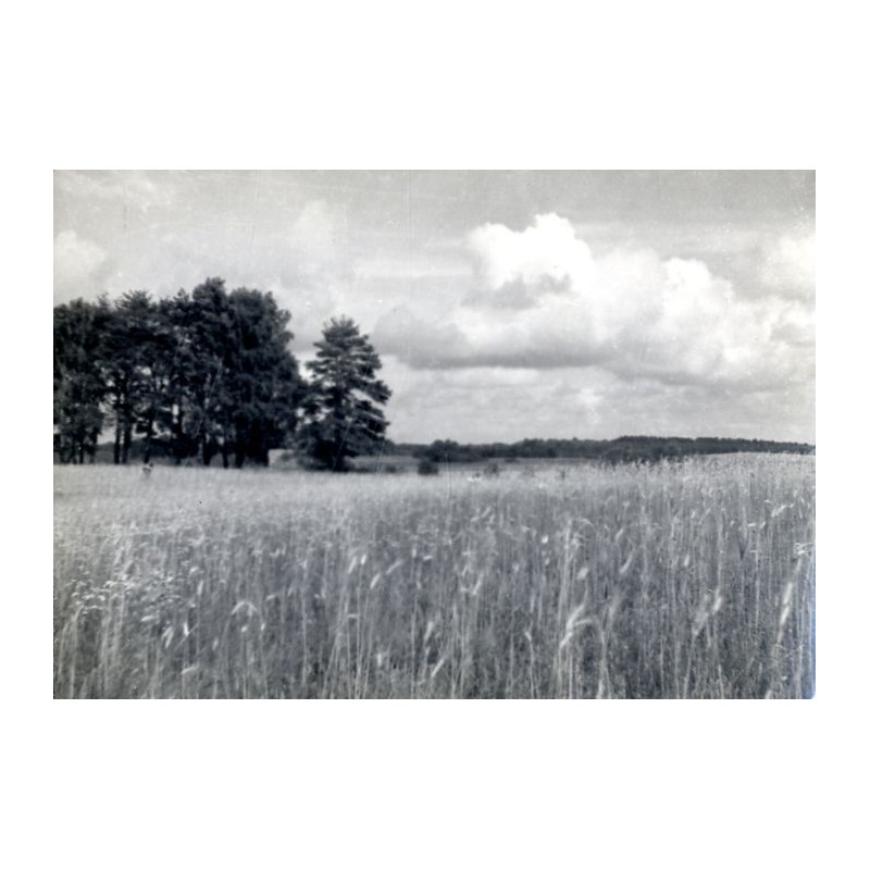 "Mazury Jez. Wilkasy. Żyto samosiewne"