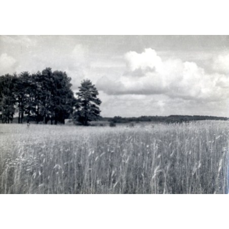 "Mazury Jez. Wilkasy. Żyto samosiewne"