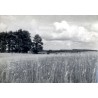 "Mazury Jez. Wilkasy. Żyto samosiewne"
