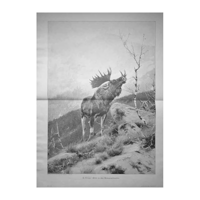 "R. Friese: Elch in der Schneeschmelze."