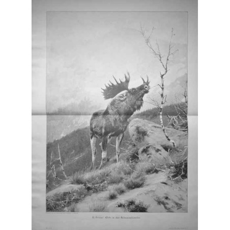 "R. Friese: Elch in der Schneeschmelze."