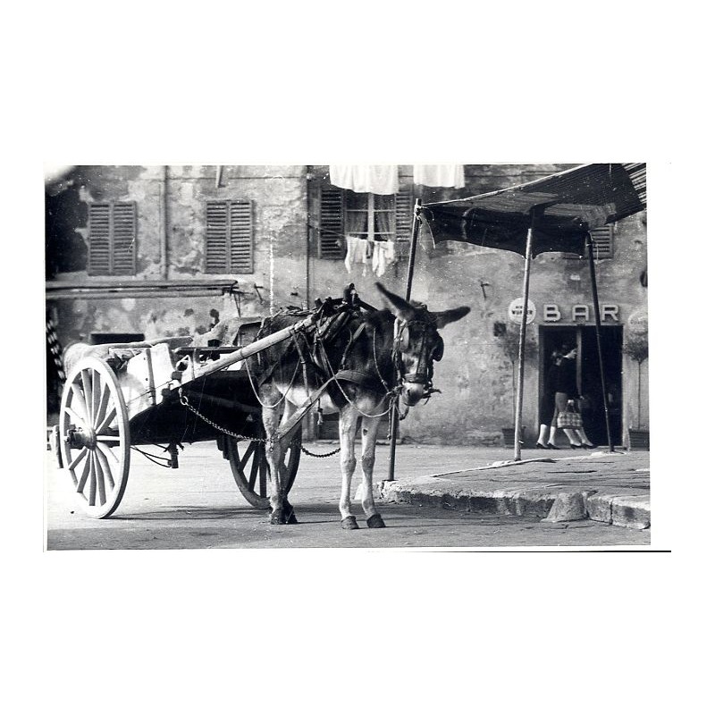 "Siena" "Osiołek" "ESELEIN" "DONKEY" "SOMARELLO"