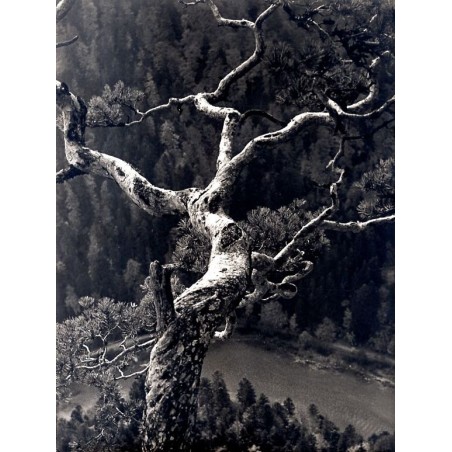 ""Drzewo na Sokolicy" (Pieniny)"