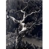 ""Drzewo na Sokolicy" (Pieniny)"