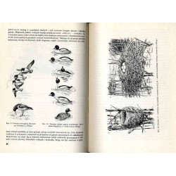 Ptaki (Aves)