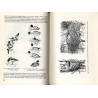 Ptaki (Aves)