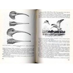 Ptaki (Aves)