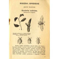 Mszyce / firma "Terebenthen"