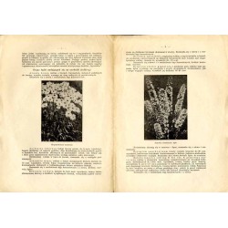 Byliny