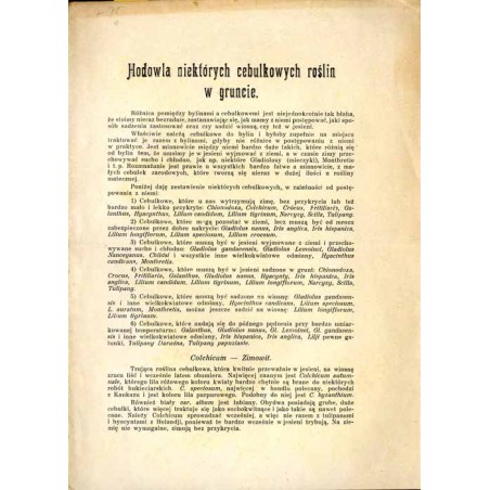 Hodowla niektórych cebulkowych roślin w gruncie