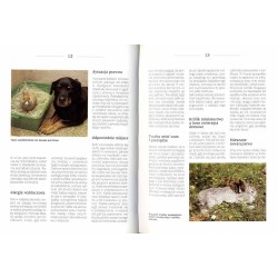 Króliki miniaturowe łagodne i miłe