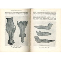 Dawna fauna Śląska w świetle badań archeozoologicznych