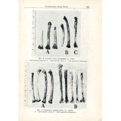 Dawna fauna Śląska w świetle badań archeozoologicznych