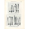 Dawna fauna Śląska w świetle badań archeozoologicznych