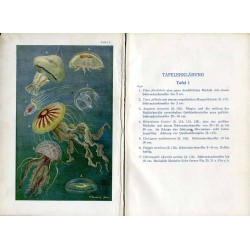 Der Naturfreund am Strande der Adria und des Mittelmeergebietes