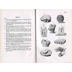 Der Naturfreund am Strande der Adria und des Mittelmeergebietes