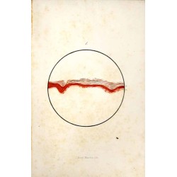 Ważki Galicyi i przyległych krajów polskich  (Odonata Haliciae reliquarumque provinciarum Poloniae)