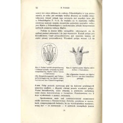 O występowaniu stułbi czerwonej (Hydra rubra Lewes) na Czarnejhorze i kilka słów o tym zwierzęciu  (Über das Auftreten von Hydr