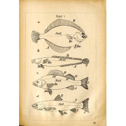Unsere einheimischen Süßwasserfische und die Fischzucht