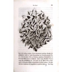 Skizzen aus der Natur. B.1-2. 1 vol.