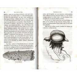 Skizzen aus der Natur. B.1-2. 1 vol.