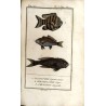 Histoire Naturelle des Poissons. T. 10
