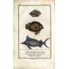 Histoire Naturelle des Poissons. T. 10