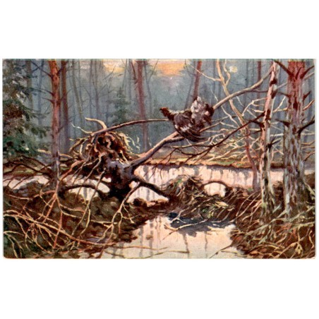 [Głuszec] / Rewers: T. Korpal
