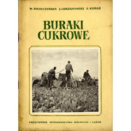 Buraki cukrowe