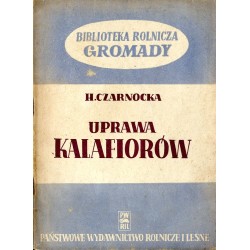Uprawa kalafiorów