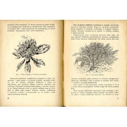Uprawa kalafiorów