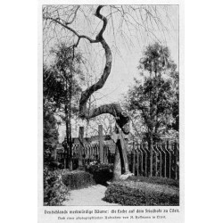 "Deutschlands merkwürdige Bäume: die Esche auf dem Friedhofe zu Tilsit. Nach einer photographischen Aufnahme von A. Hoffmann in