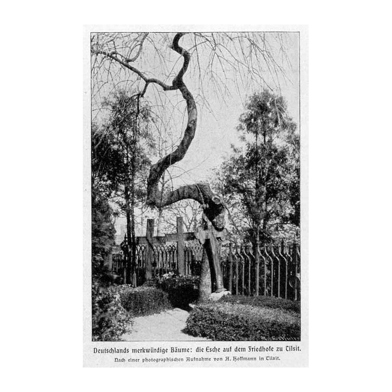 "Deutschlands merkwürdige Bäume: die Esche auf dem Friedhofe zu Tilsit. Nach einer photographischen Aufnahme von A. Hoffmann in