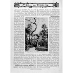 "Deutschlands merkwürdige Bäume: die Esche auf dem Friedhofe zu Tilsit. Nach einer photographischen Aufnahme von A. Hoffmann in