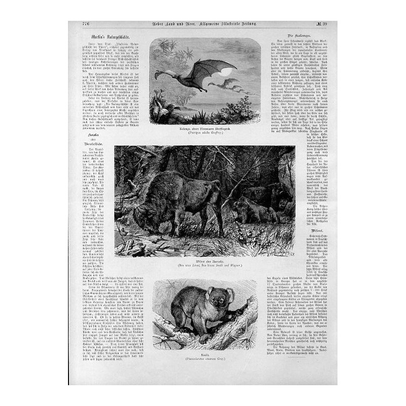 "Wisent oder Auerochs. (Bos urus Linné, Bos bison Smith und Wagner.)"