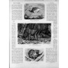 "Wisent oder Auerochs. (Bos urus Linné, Bos bison Smith und Wagner.)"