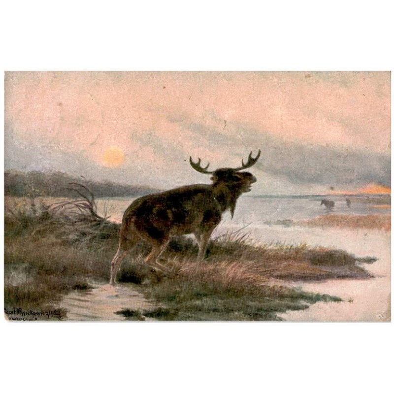 J. Ryszkiewicz: Łoś. L'élan. Elk