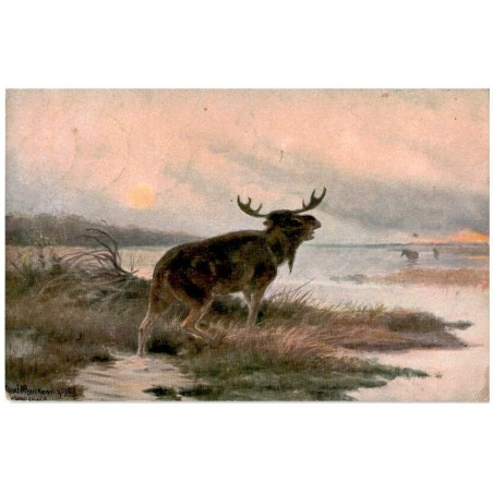 J. Ryszkiewicz: Łoś. L'élan. Elk