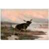 J. Ryszkiewicz: Łoś. L'élan. Elk