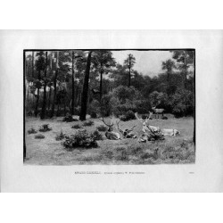 Stado danieli. Rysunek oryginalny W. Podkowińskiego (2329) / "STADO DANIELI. Rysunek oryginalny W. Podkowińskiego. (2329)"