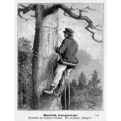 "Bartnik kurpiowski. Rysował na miejscu Gerson. Do artykułu "Kurpie." 798"