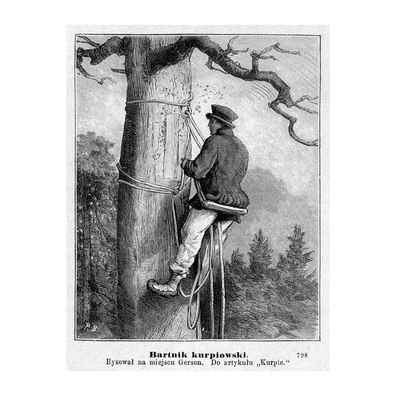 "Bartnik kurpiowski. Rysował na miejscu Gerson. Do artykułu "Kurpie." 798"