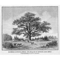 "Deutschlands merkwürdige Bäume: Die Königseiche bei Peisterwitz (Kreis Ohlau). Originalzeichnung von Felix Hampel."